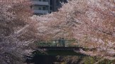Kirschblüte in Waseda