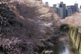Kirschblüte in Waseda