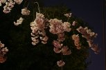 Kirschblüte bei Nacht