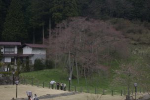 der älteste Kirschbaum Japans